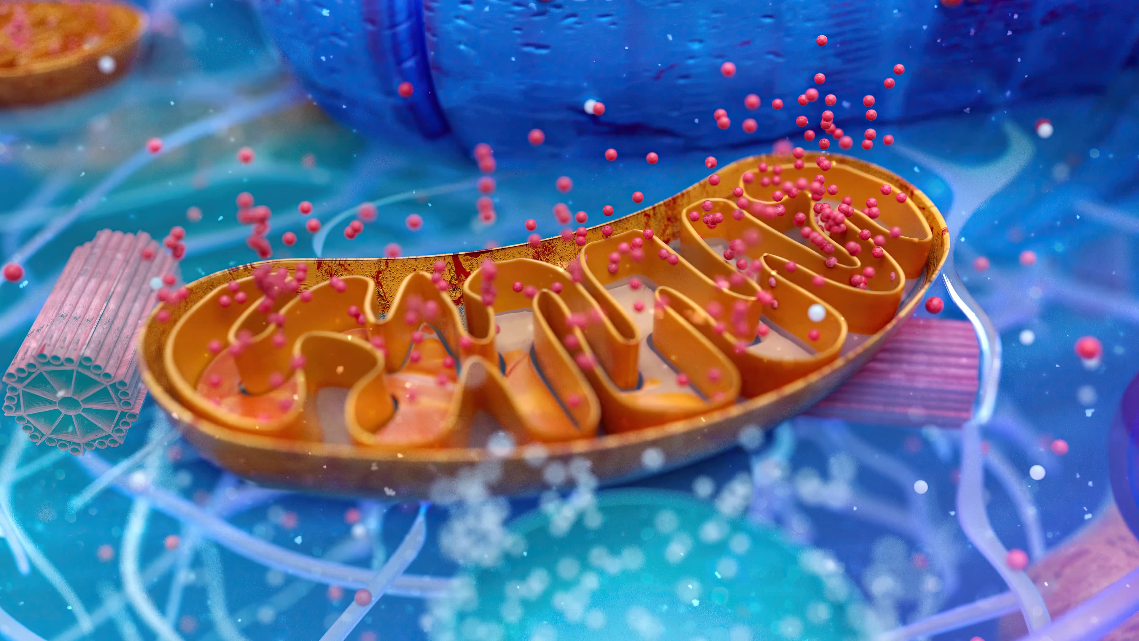 ATP Synthesis and Cordyceps: The Mitochondrial Connection