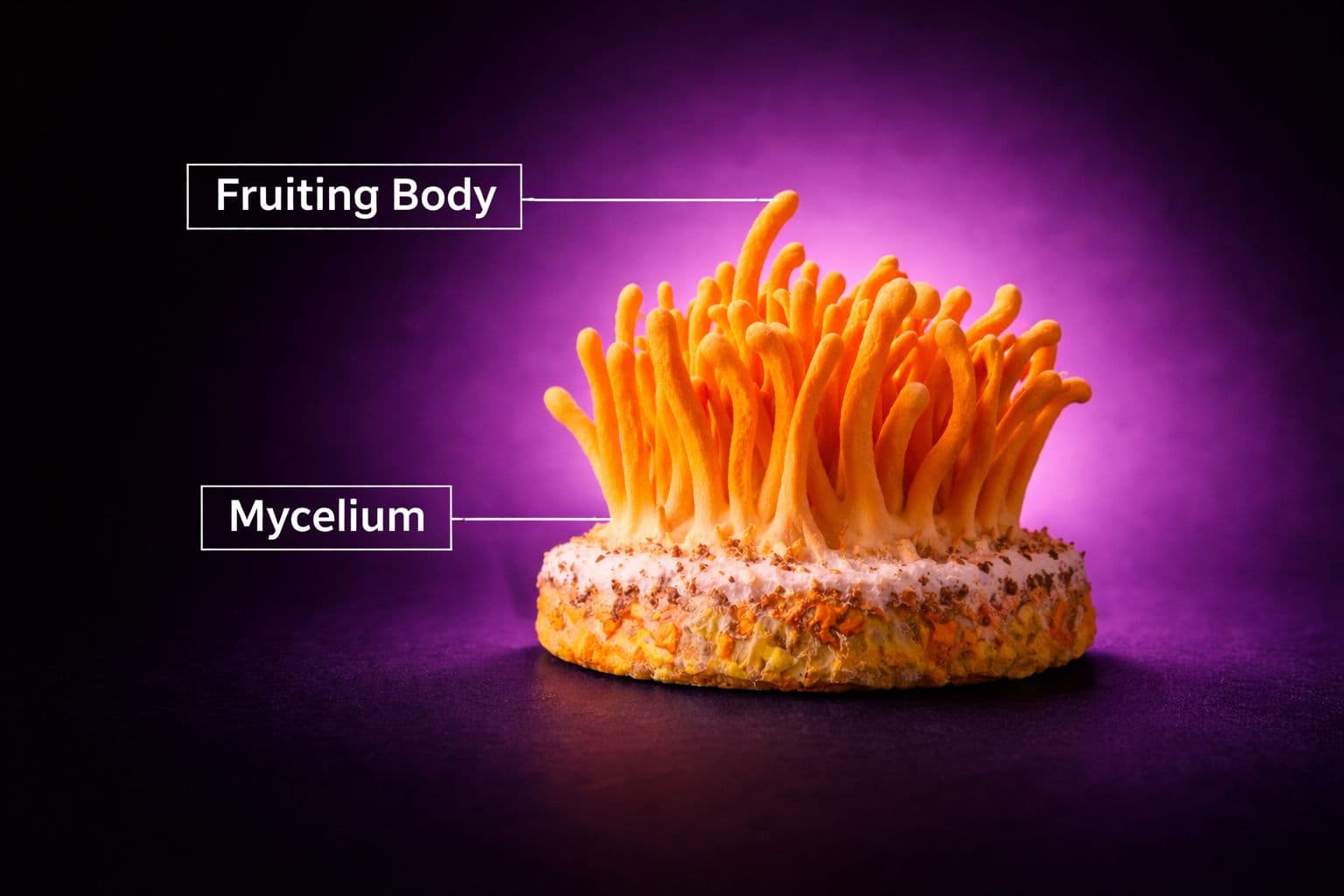 Mushroom fruiting body