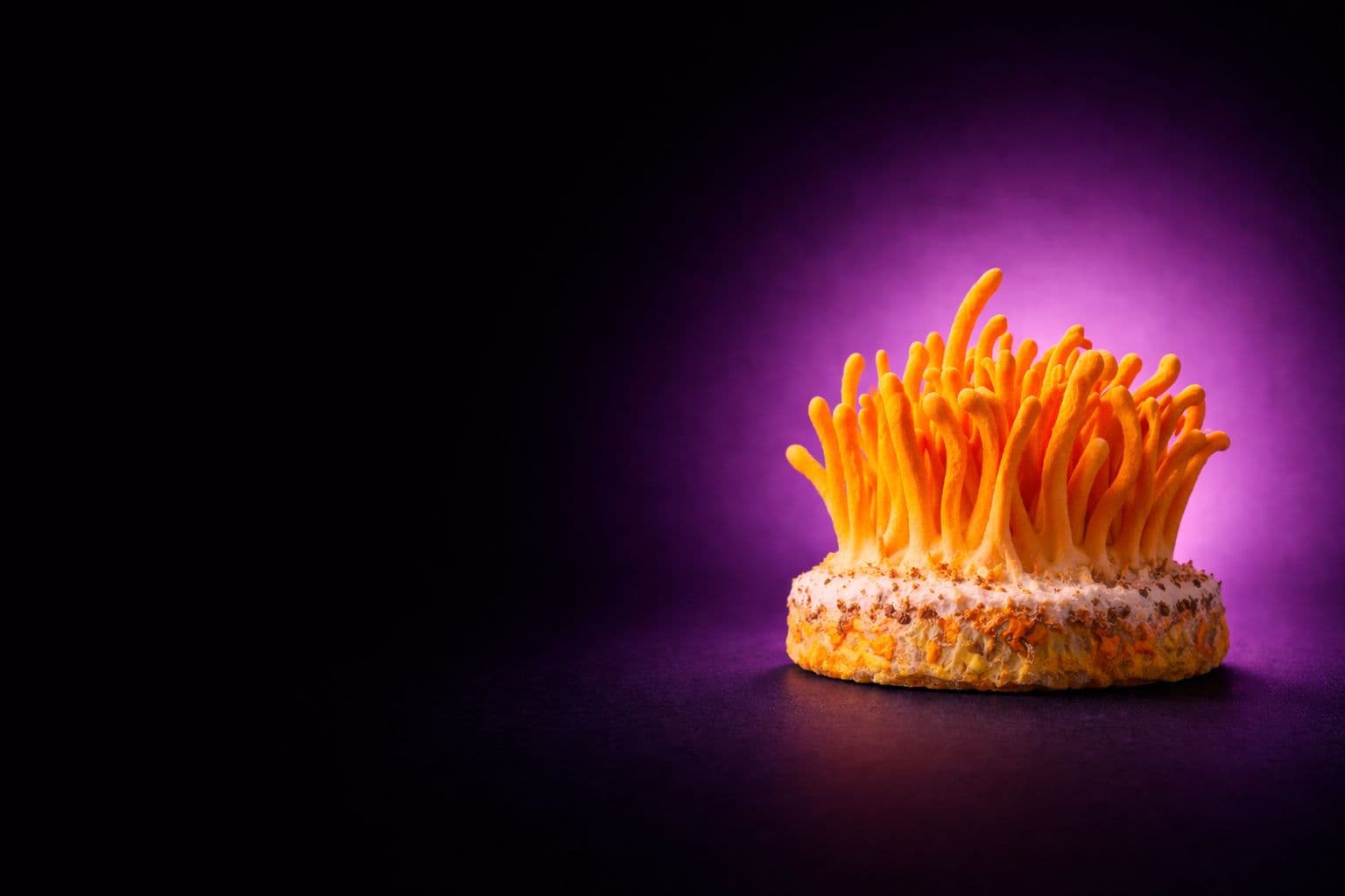 Reishi thumbnail 2