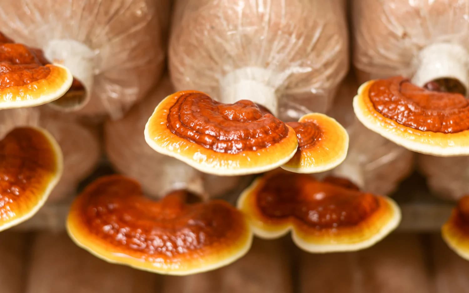Reishi and the HPA Axis: A Clinical Look at Cortisol Modulation